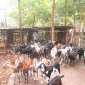 Cựu chiến binh Lê Văn Bình vượt khó vươn lên làm kinh tế giỏi