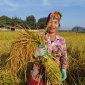Hà Tân đưa vào áp dụng sản xuất thành công giống lúa nếp cái hoa vàng với diện tích gần 5 ha tại khu vực Gò Vằn thôn Đô Mỹ